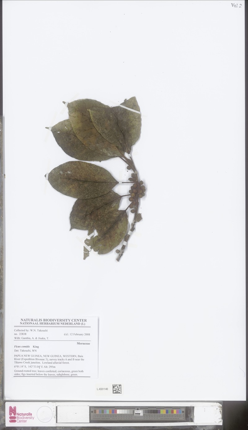 Ficus comitis photo 2