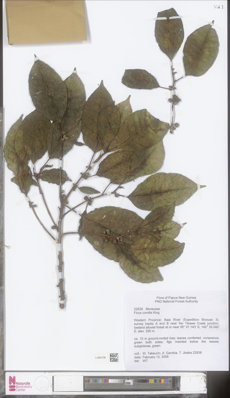 Ficus comitis photo 3