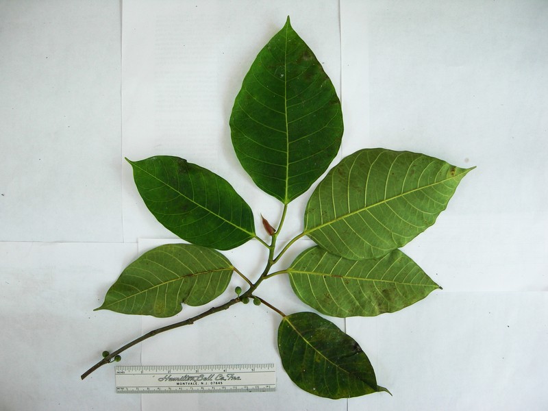 Ficus comitis photo 4
