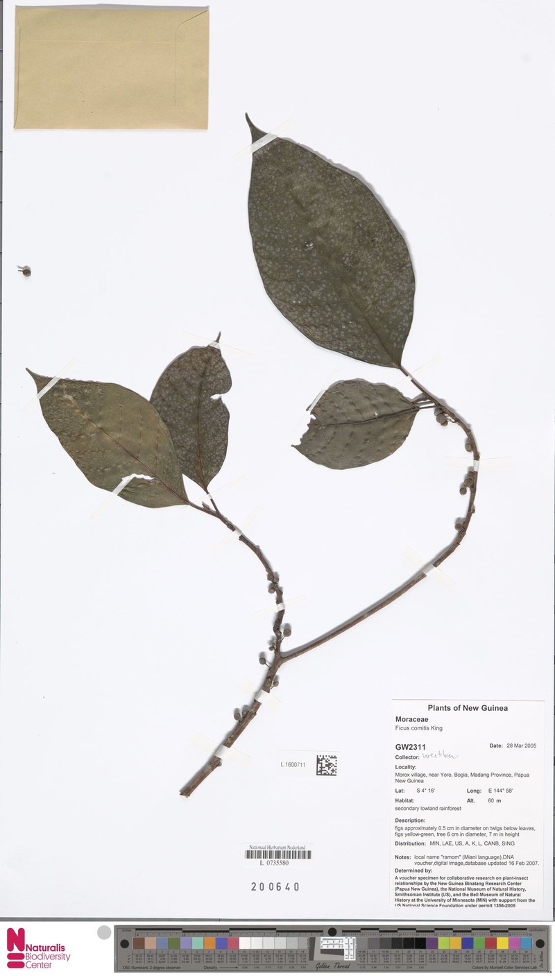 Ficus comitis photo 5