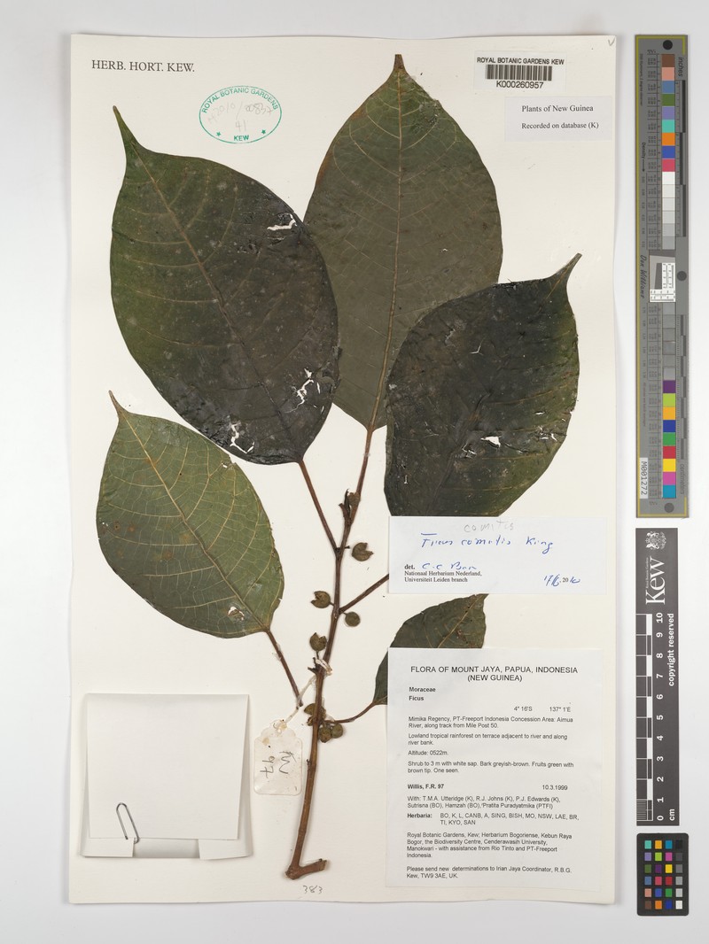 Ficus comitis photo 6