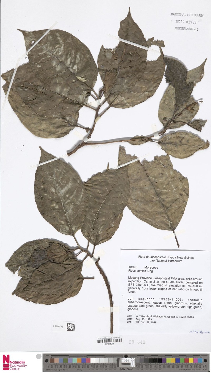 Ficus comitis photo 7