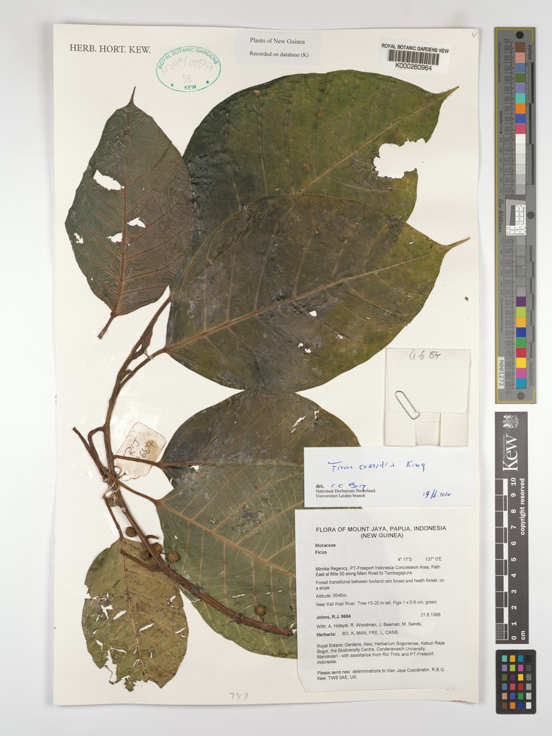 Ficus comitis photo 8