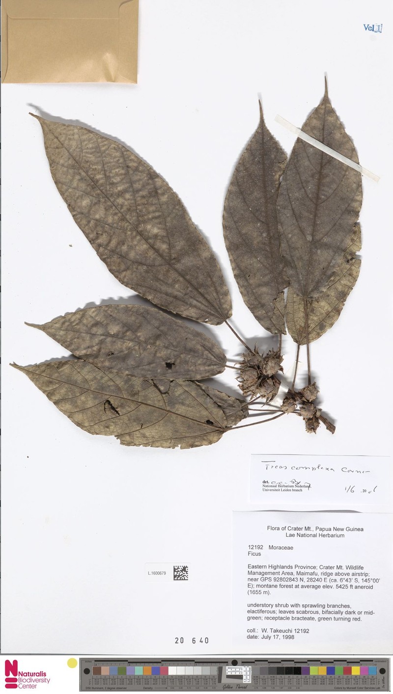 Ficus complexa