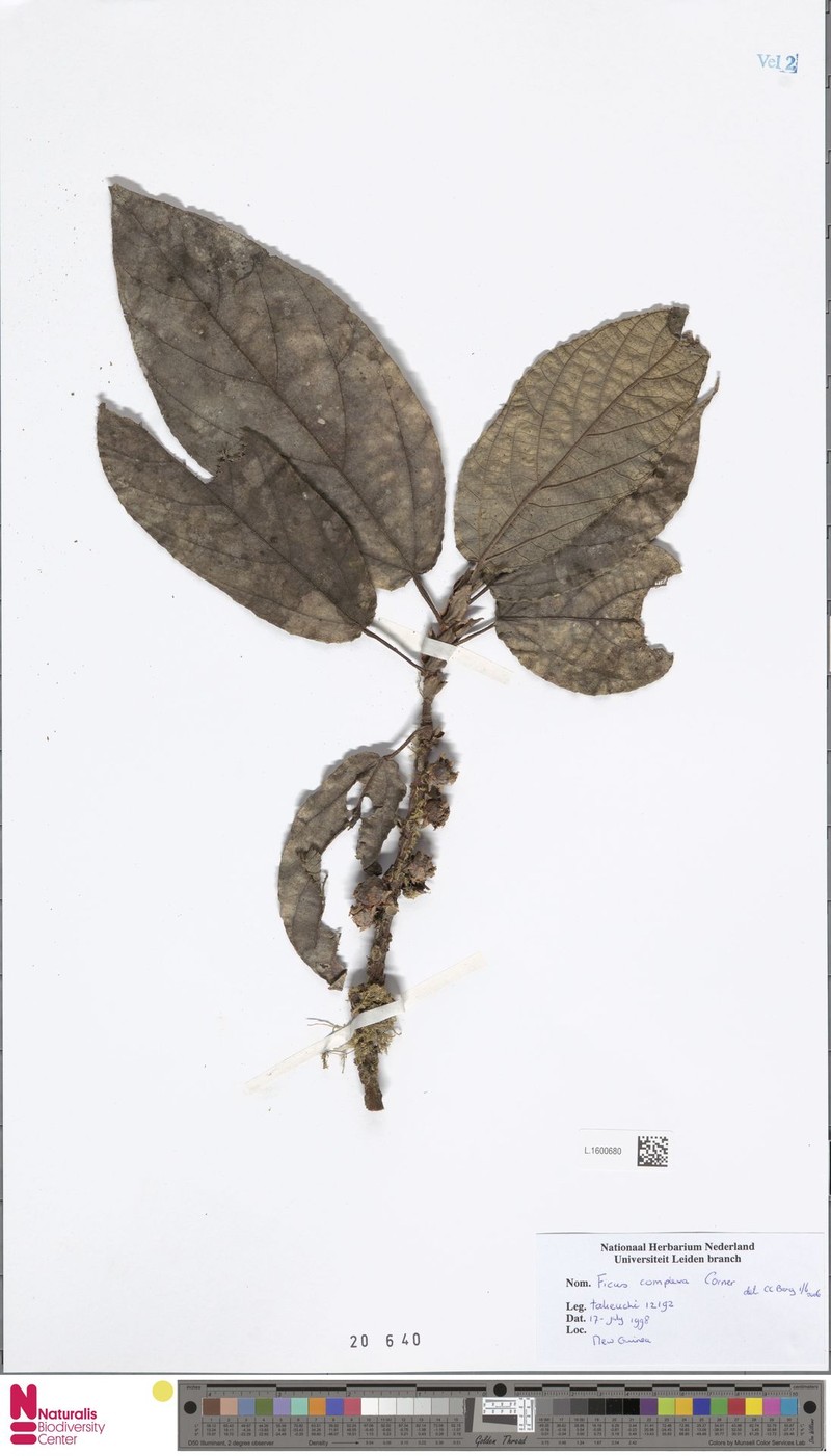 Ficus complexa photo 2