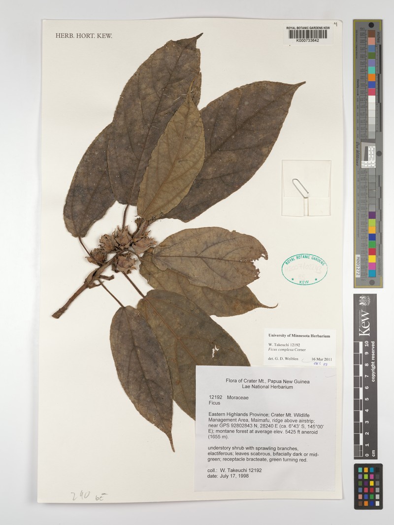Ficus complexa photo 3