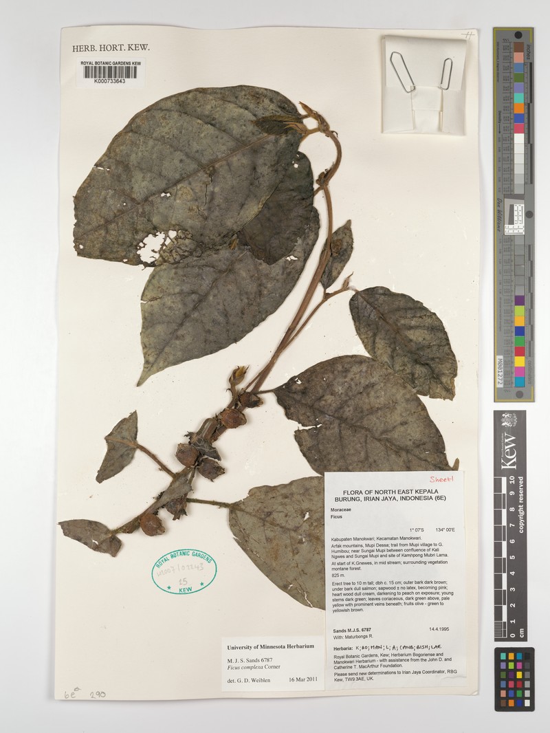 Ficus complexa photo 5