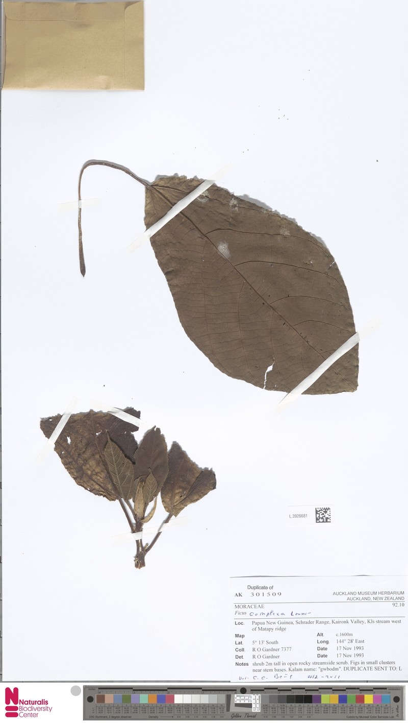Ficus complexa photo 6