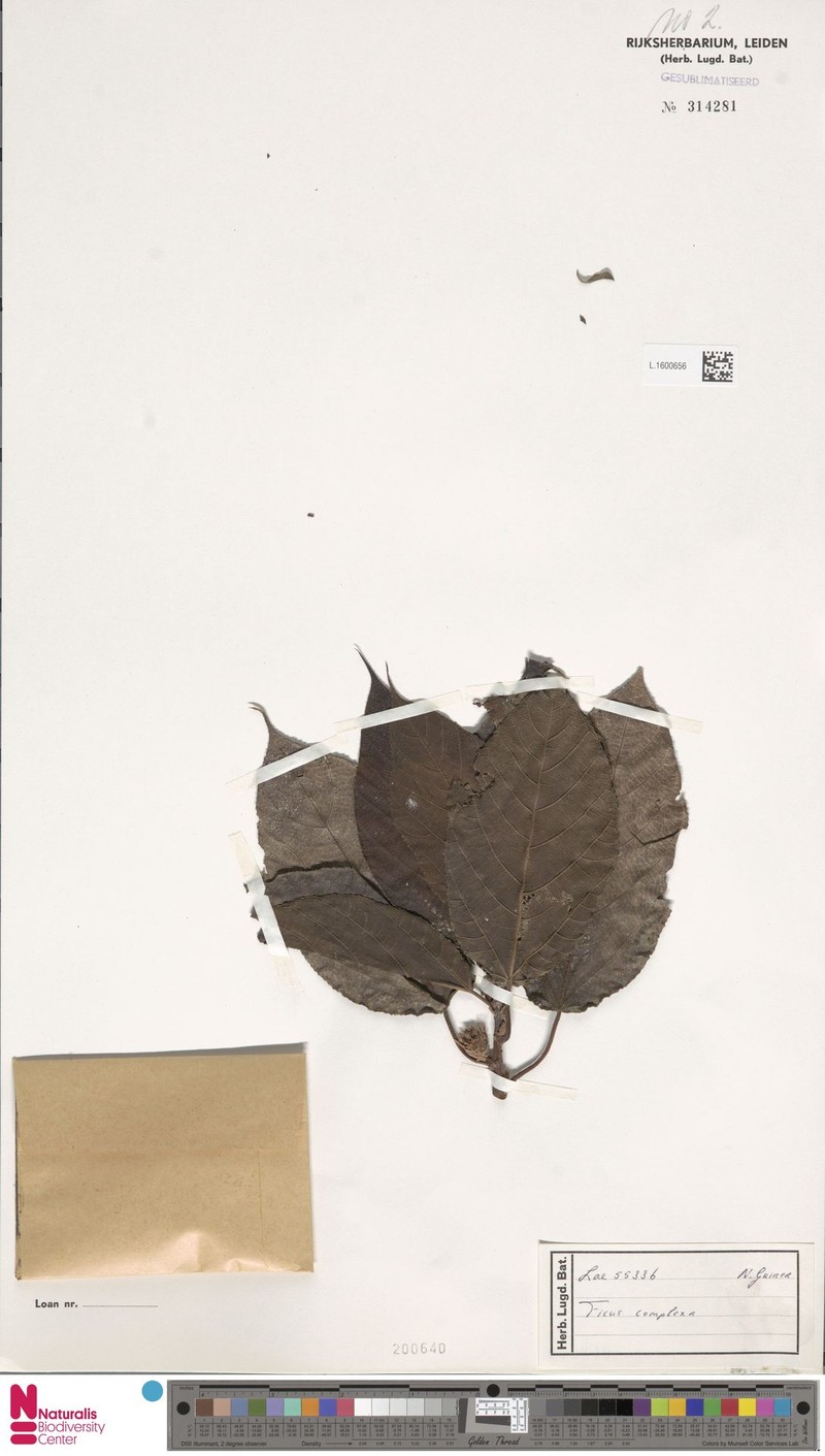 Ficus complexa photo 7