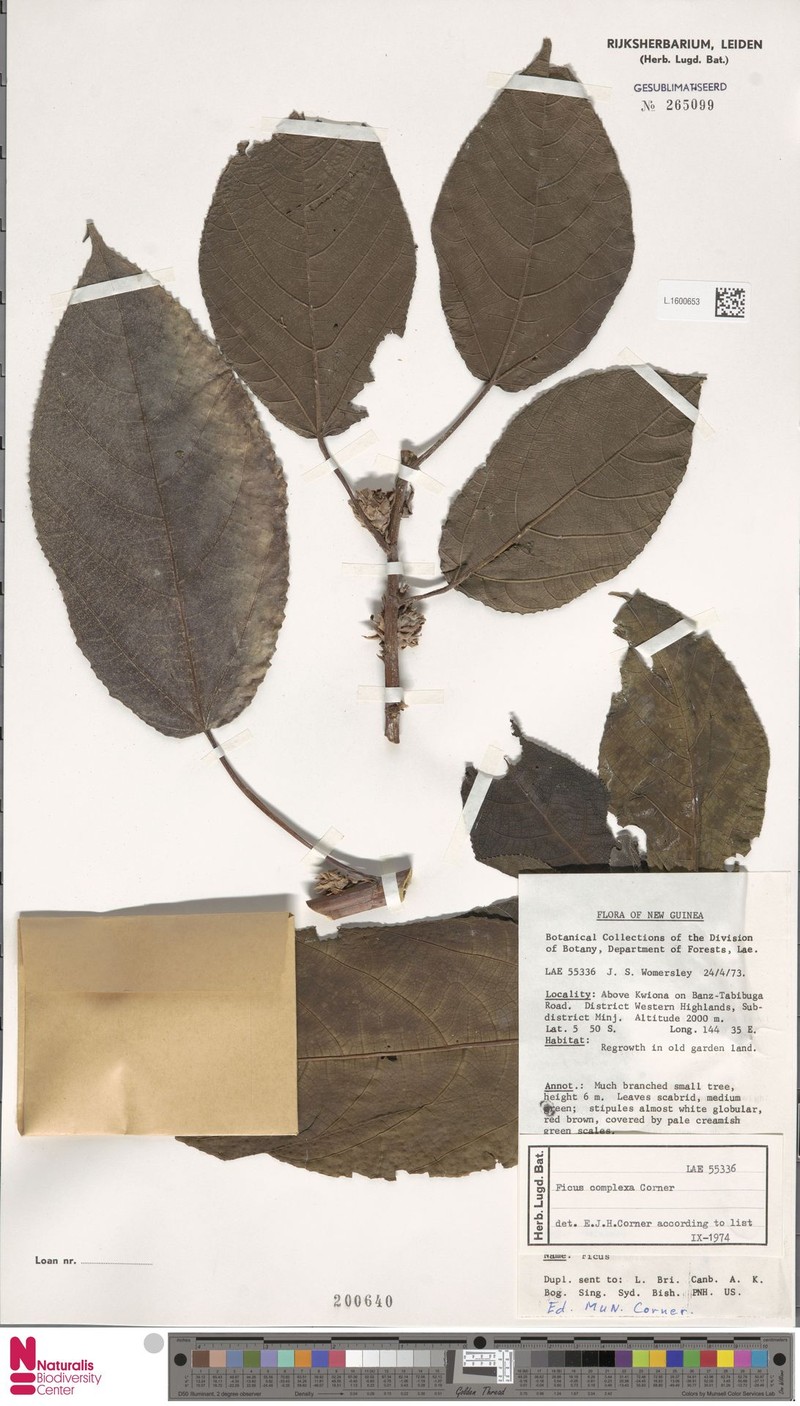 Ficus complexa photo 8