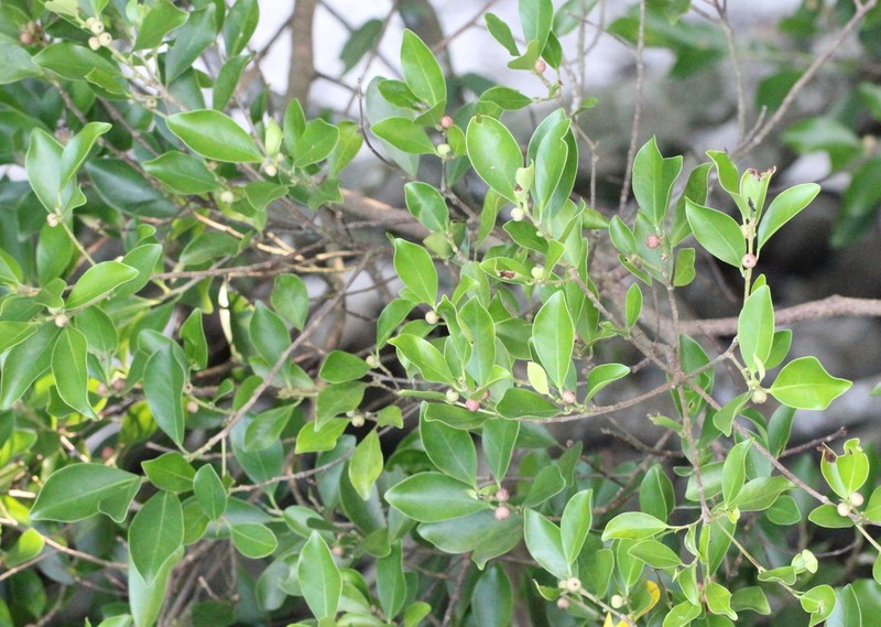 Ficus concinna