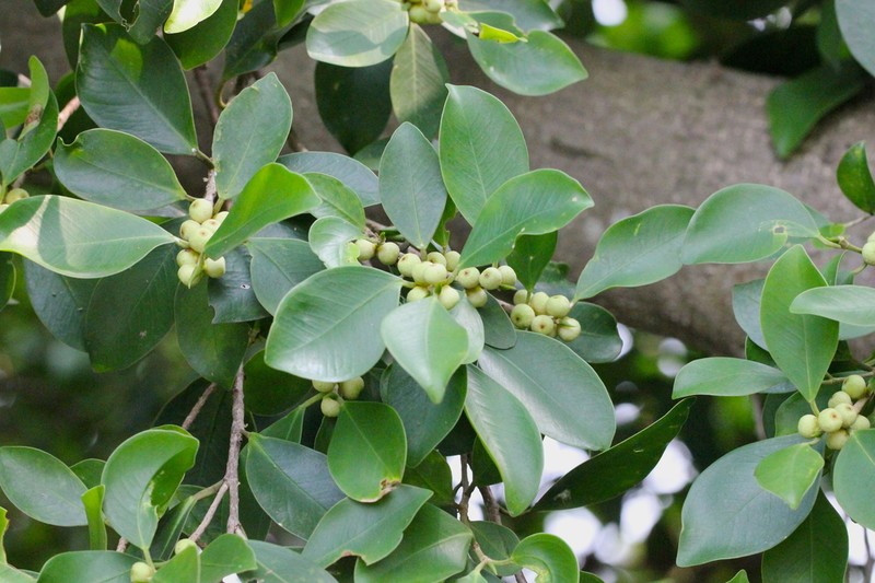 Ficus concinna photo 2