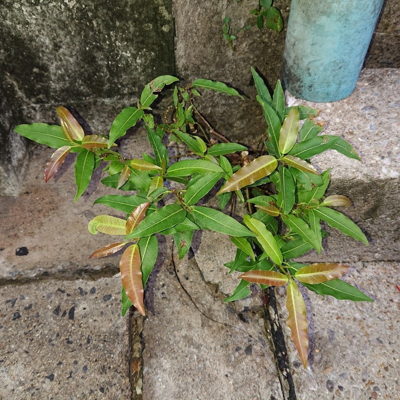 Ficus concinna photo 3