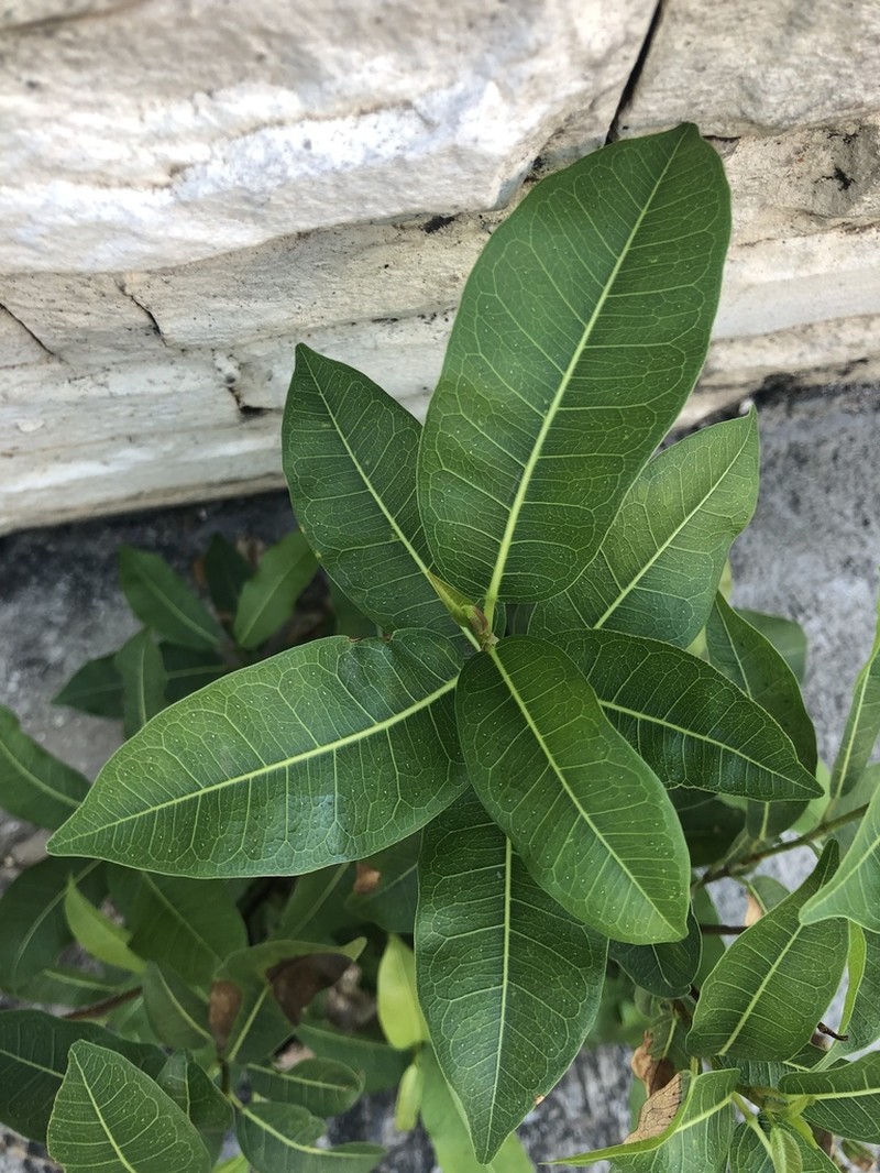 Ficus concinna photo 4