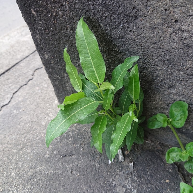 Ficus concinna photo 5