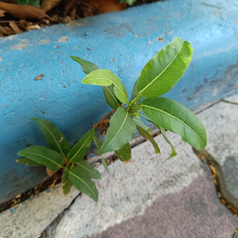 Ficus concinna photo 6
