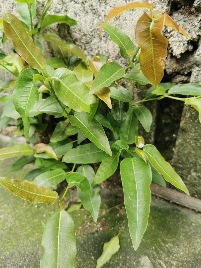 Ficus concinna photo 7