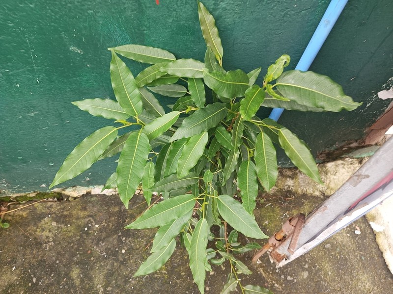 Ficus concinna photo 8