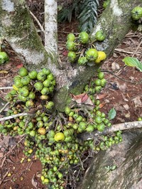 Ficus congesta