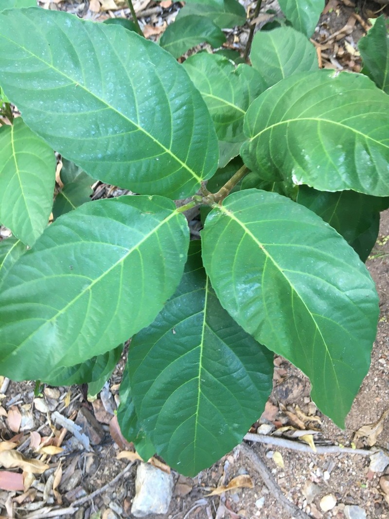 Ficus congesta photo 2