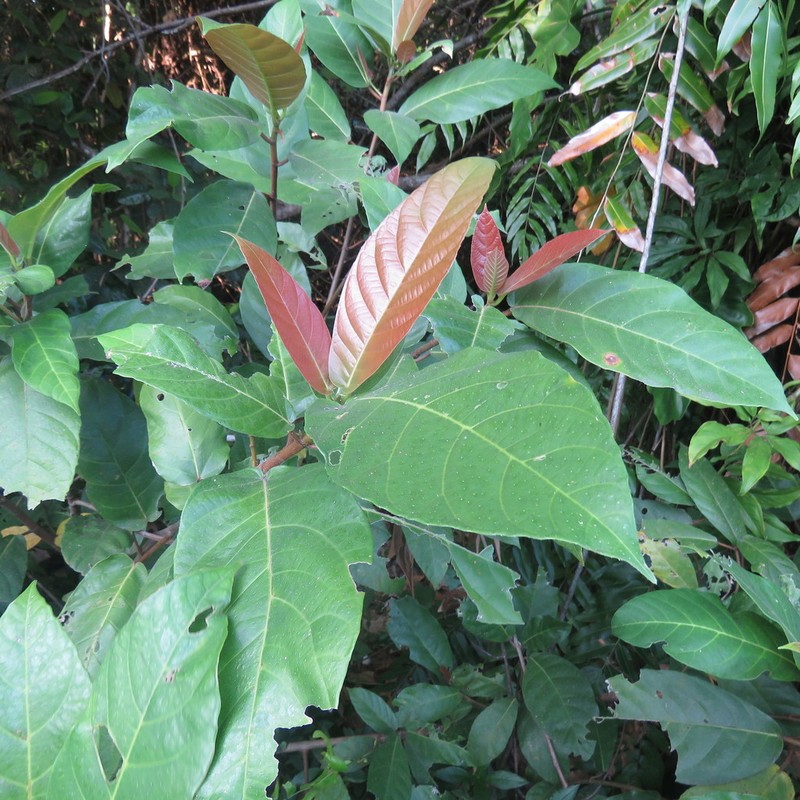 Ficus congesta photo 3