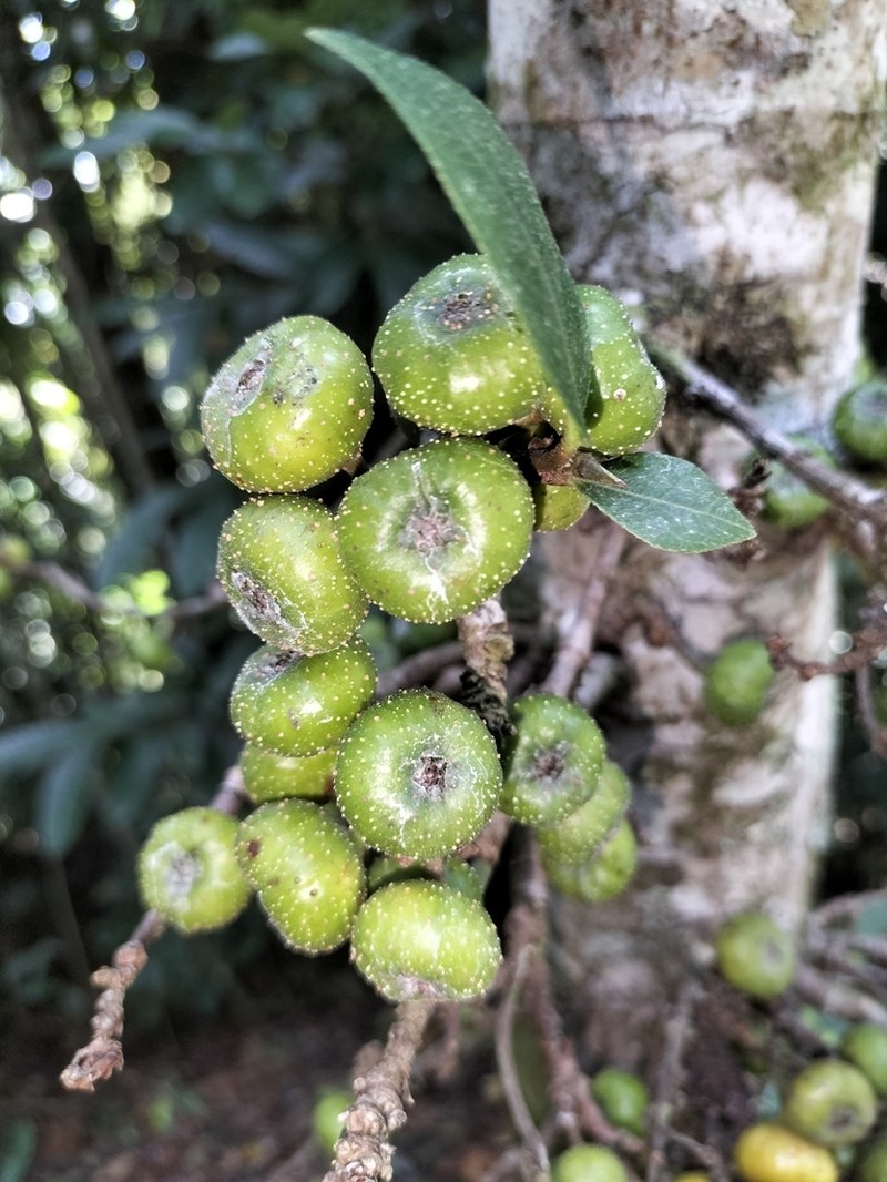 Ficus congesta photo 4
