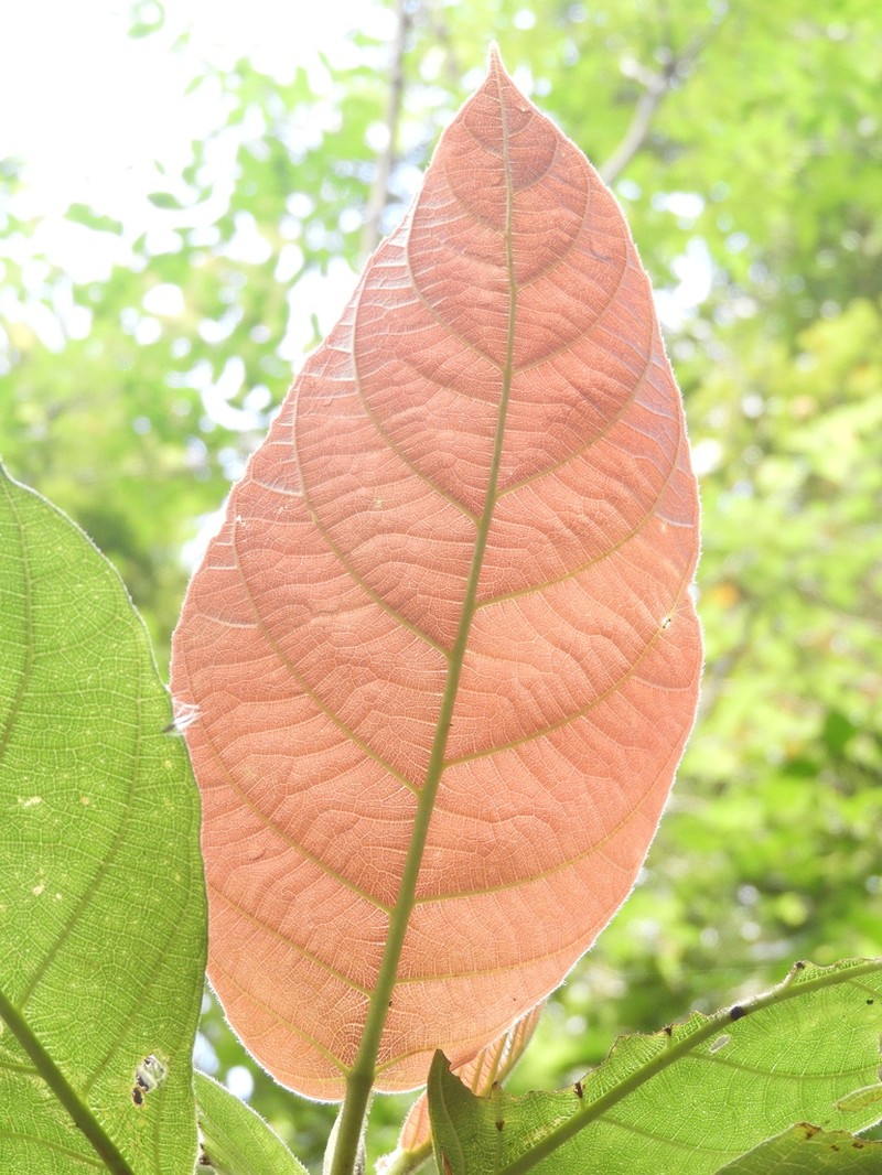 Ficus congesta photo 5