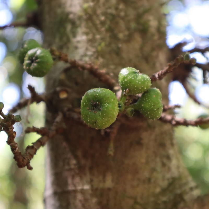Ficus congesta photo 6