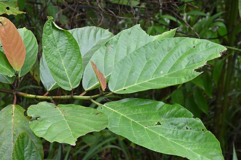 Ficus congesta photo 7