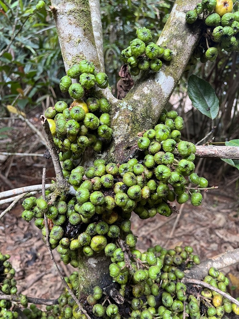Ficus congesta photo 8