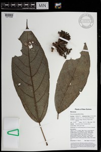 Ficus conocephalifolia