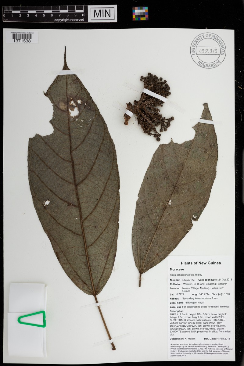 Ficus conocephalifolia