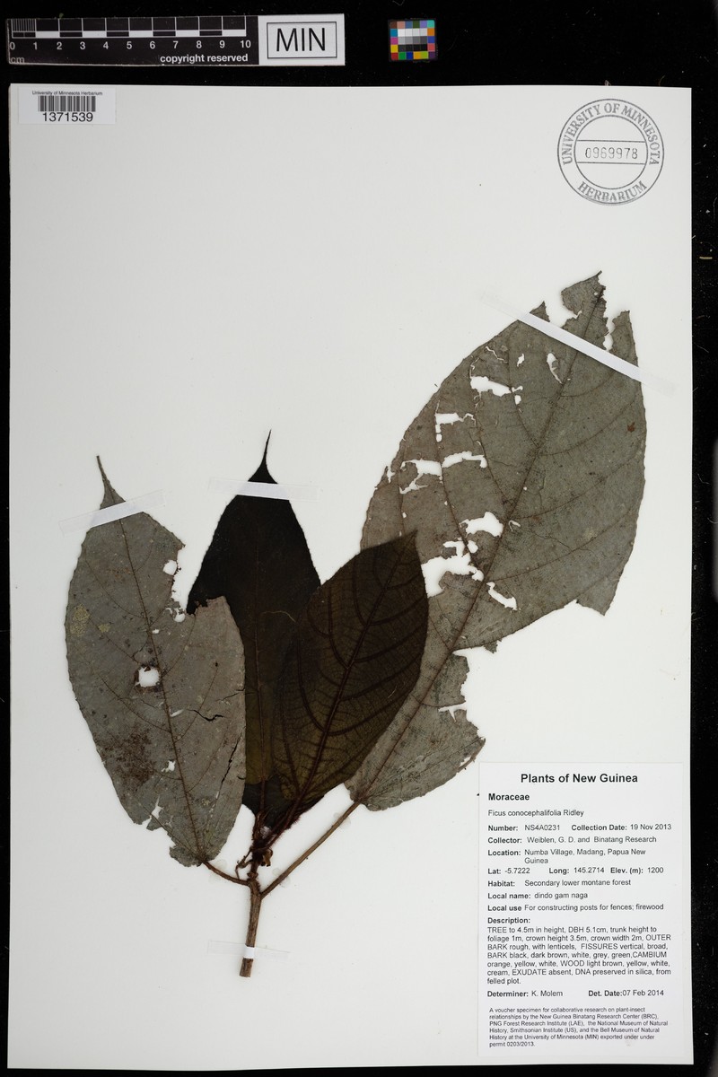Ficus conocephalifolia photo 2