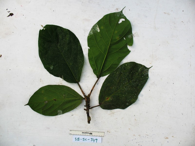 Ficus conocephalifolia photo 3