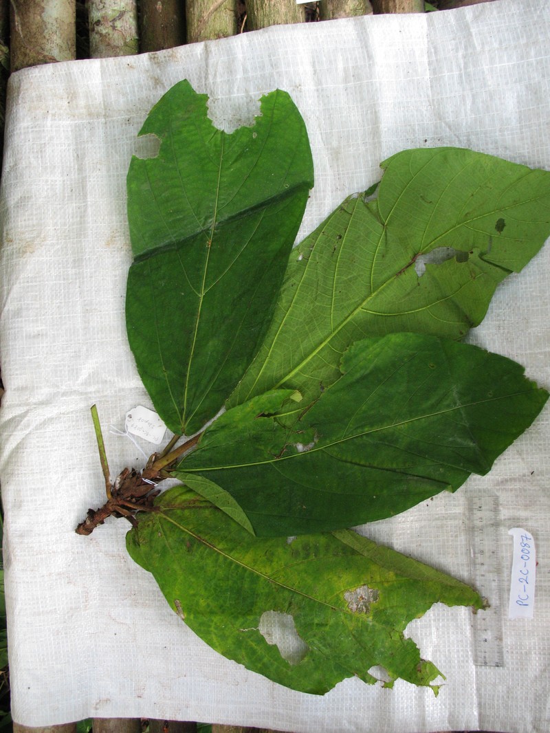 Ficus conocephalifolia photo 4