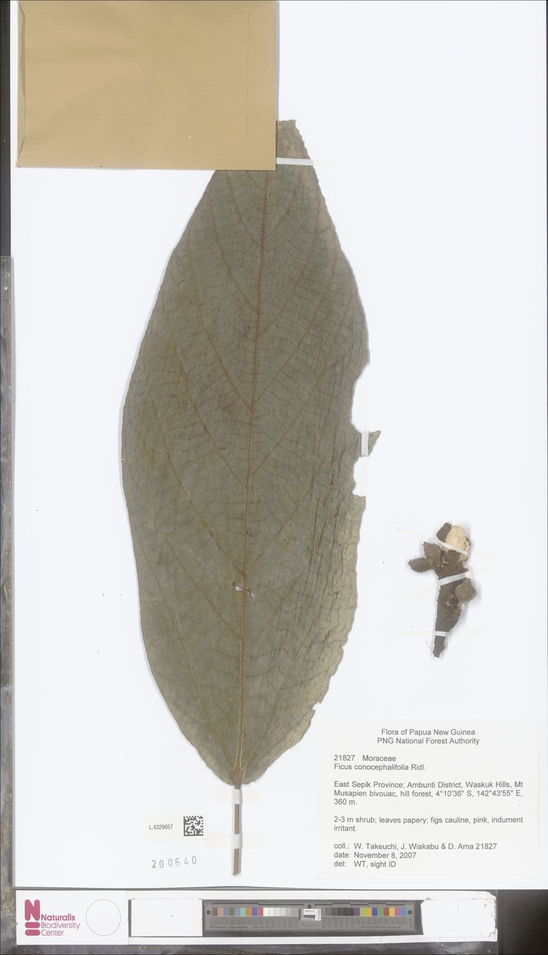 Ficus conocephalifolia photo 5