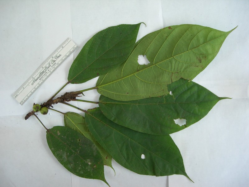 Ficus conocephalifolia photo 6