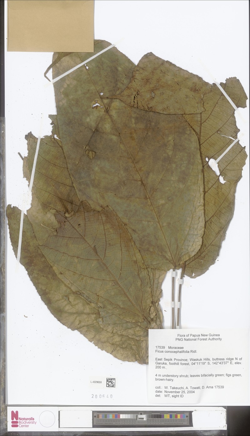 Ficus conocephalifolia photo 7