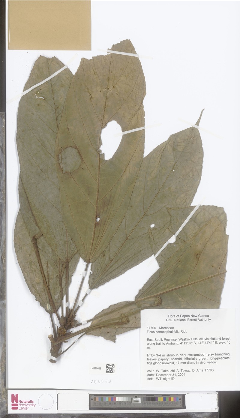 Ficus conocephalifolia photo 8