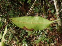 Ficus conraui