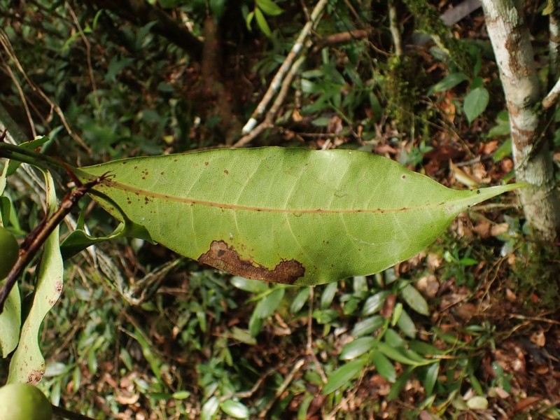 Ficus conraui