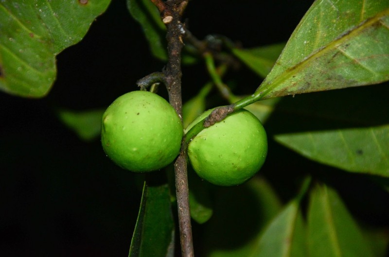 Ficus conraui photo 2