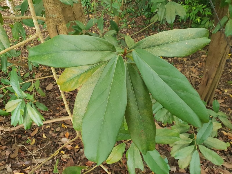 Ficus consociata