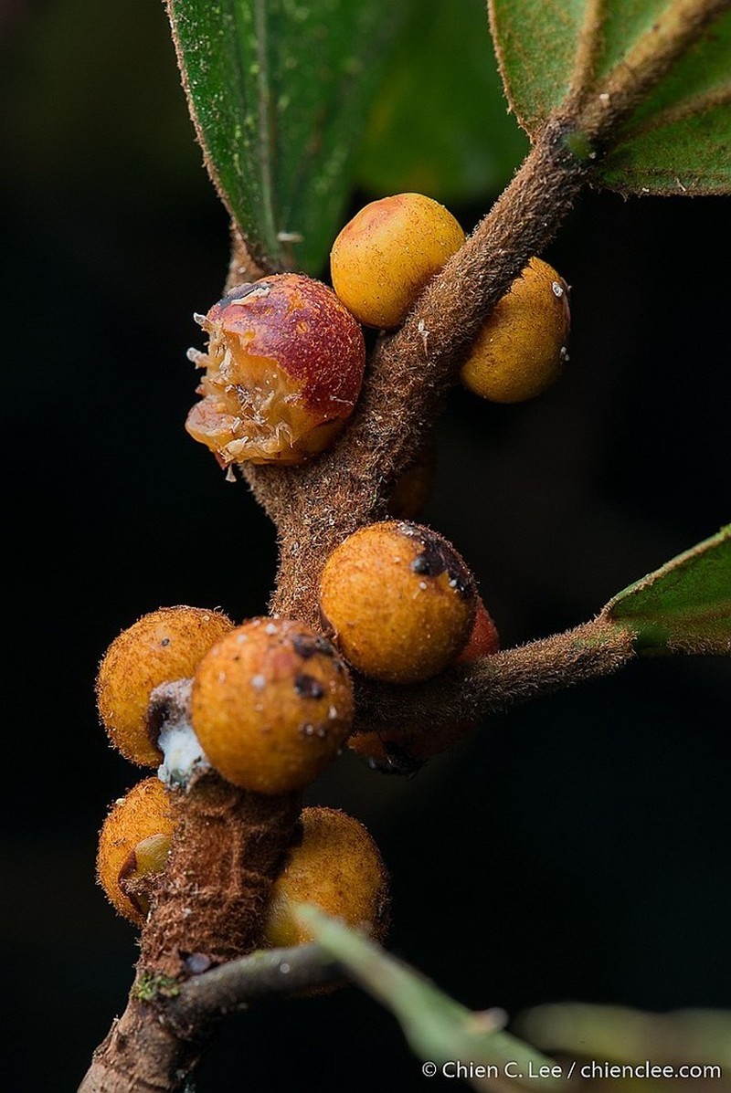 Ficus consociata photo 2