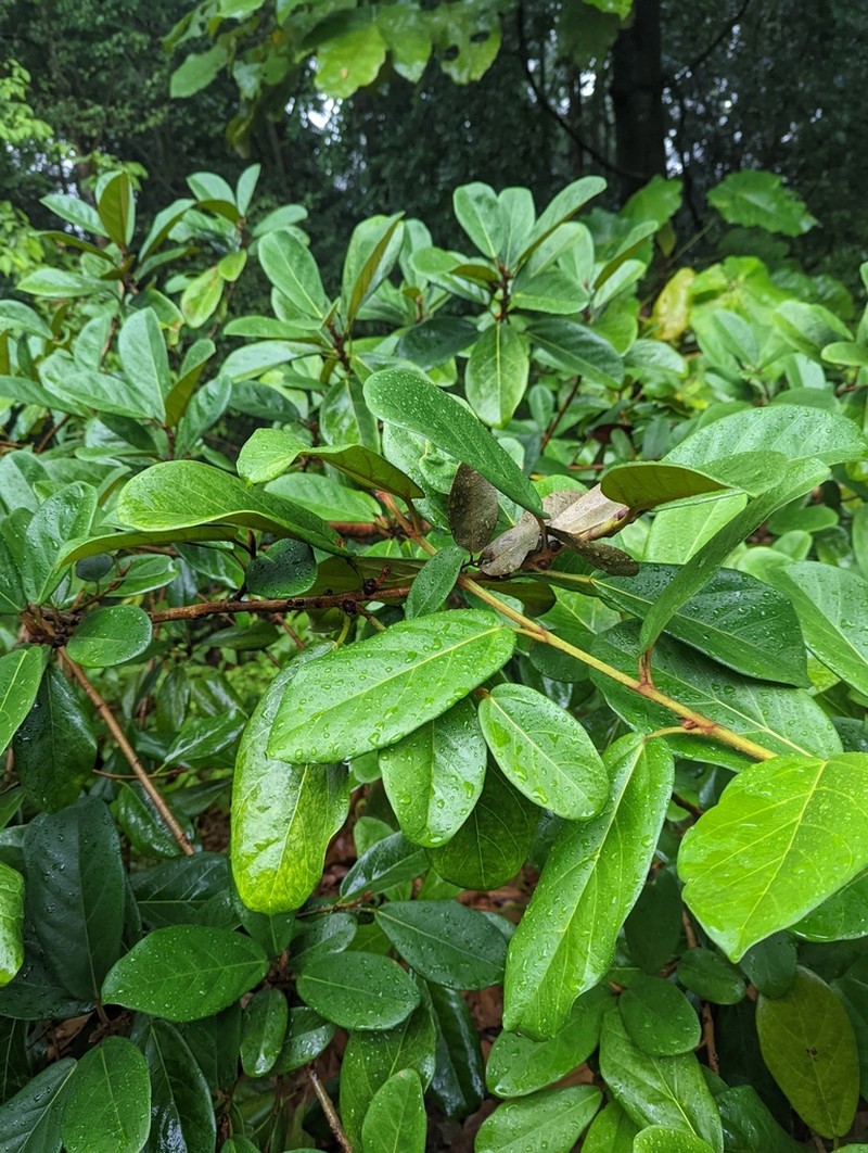Ficus consociata photo 3