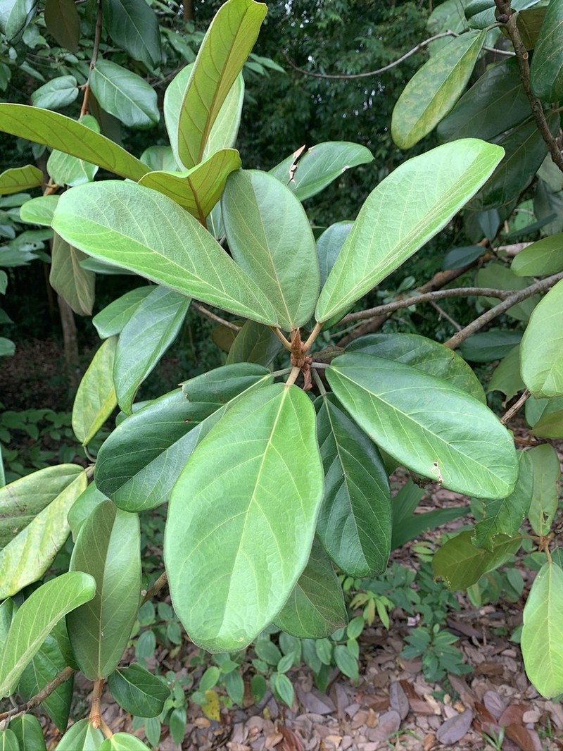 Ficus consociata photo 5