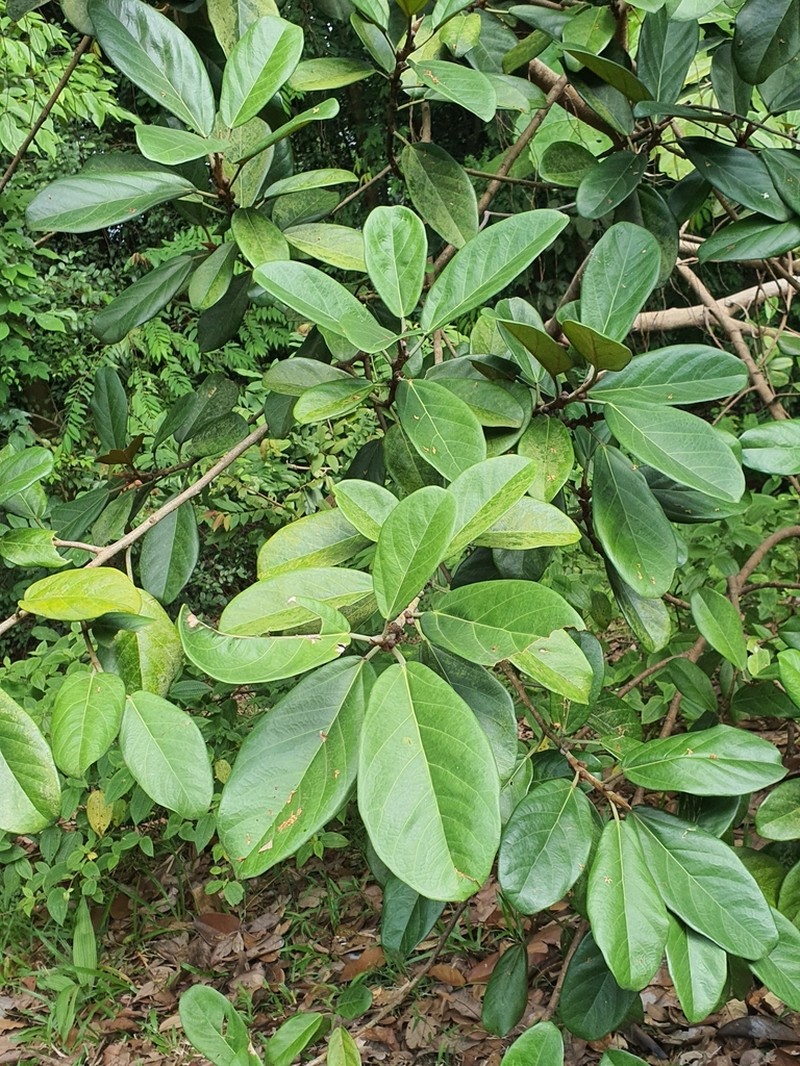 Ficus consociata photo 6