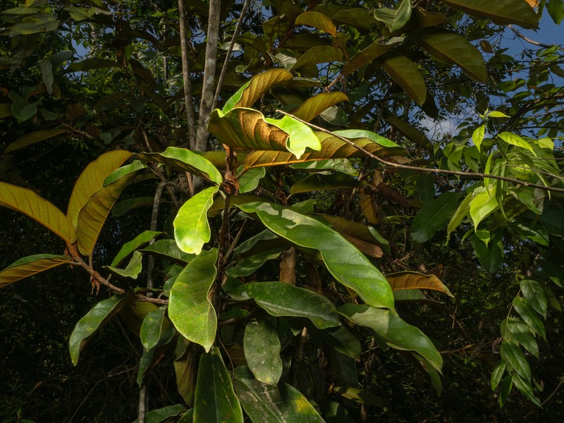 Ficus consociata photo 7