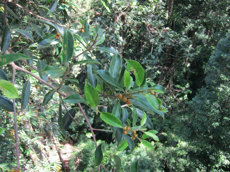 Ficus consociata photo 8