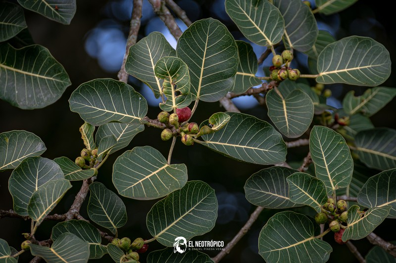 Ficus cookii